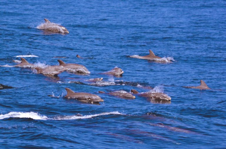 Cape May Whale Watcher, INC NJ Shore