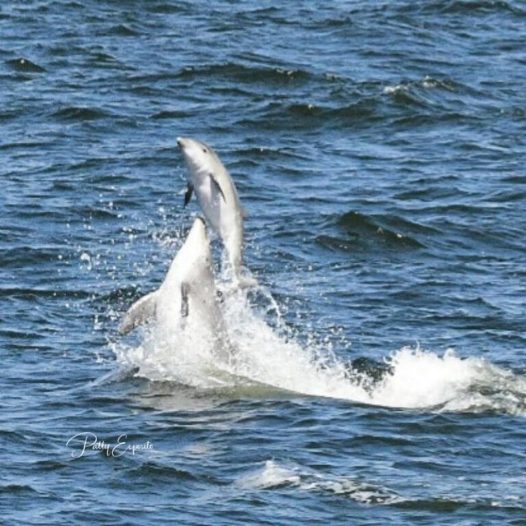 Jersey Shore Whale Watching Tours NJ Shore