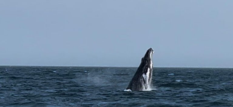 NJ Whale Watching NJ Shore