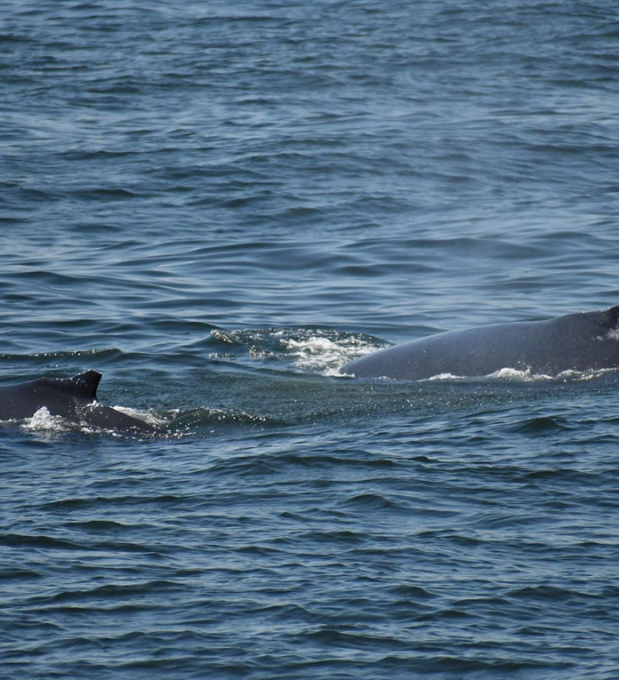 Seastreak Whale Watch NJ Shore