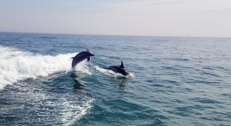 Thunder Cat Dolphin Watch & Speedboat Tours NJ Shore